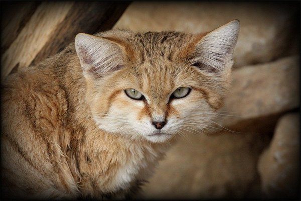 Барханний кіт з кошенятами