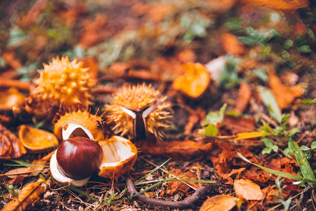 Цікаві факти про каштан