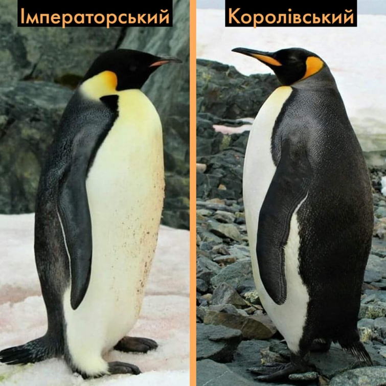 Цікаві факти про імператорських пінгвінів: вражаючі деталі