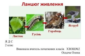 Що таке ланцюг живлення: визначення та приклади в екосистемах