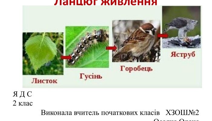 Що таке ланцюги живлення: ключові поняття та складові екосистеми