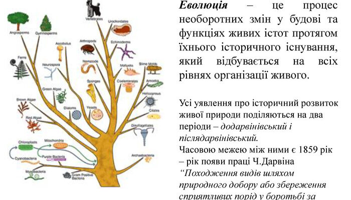 Що таке еволюція: наукове пояснення цього феномену Що таке еволюція: наукове пояснення цього феномену