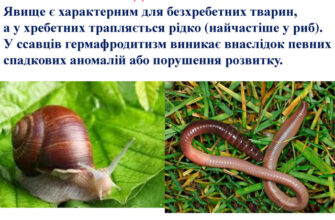 Гермафродитизм: що це таке та як впливає на організм?