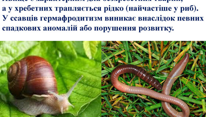 Гермафродитизм: що це таке та як впливає на організм? Гермафродитизм: що це таке та як впливає на організм?