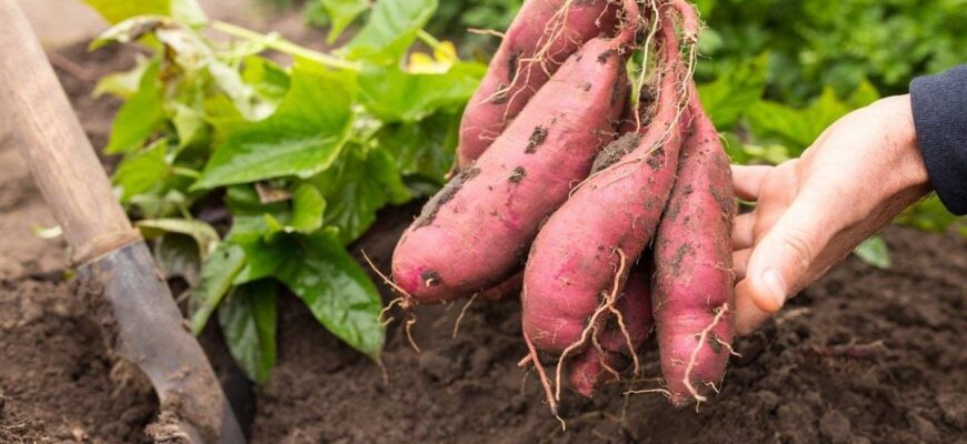 Що таке батат: корисні властивості та застосування в Україні Що таке батат: корисні властивості та застосування в Україні