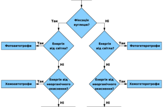 Що таке гетеротрофи: визначення, приклади та роль в екосистемах