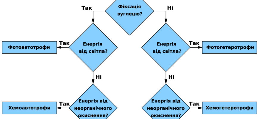Що таке гетеротрофи: визначення, приклади та роль в екосистемах