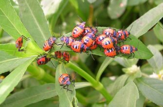Що таке феромони: їх значення, вплив та роль у природі і житті