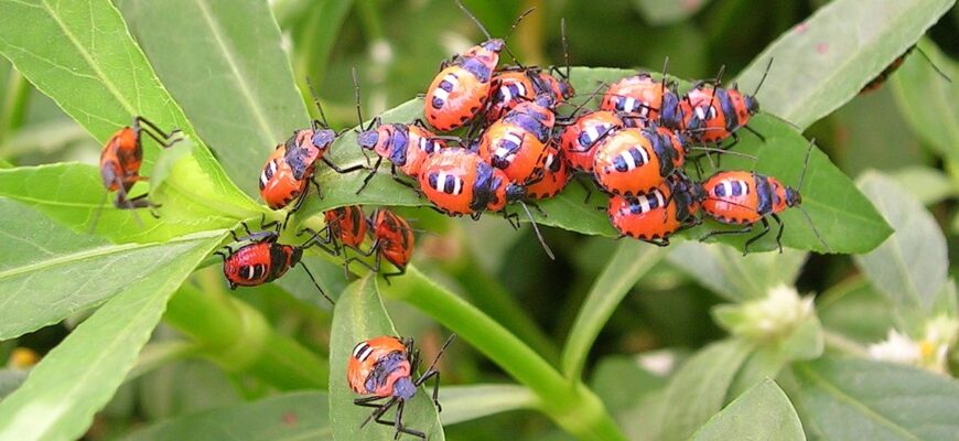 Що таке феромони: їх значення, вплив та роль у природі і житті Що таке феромони: їх значення, вплив та роль у природі і житті