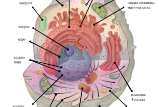 Що таке органела? Розкриваємо значення і функції органел у клітинах