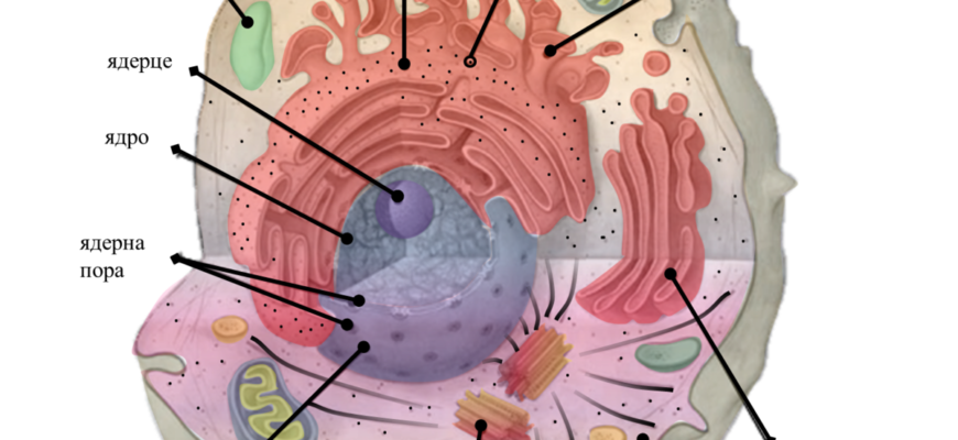 Що таке органела? Розкриваємо значення і функції органел у клітинах Що таке органела? Розкриваємо значення і функції органел у клітинах