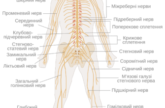 Що таке нервова система та її роль: детальний огляд для всіх
