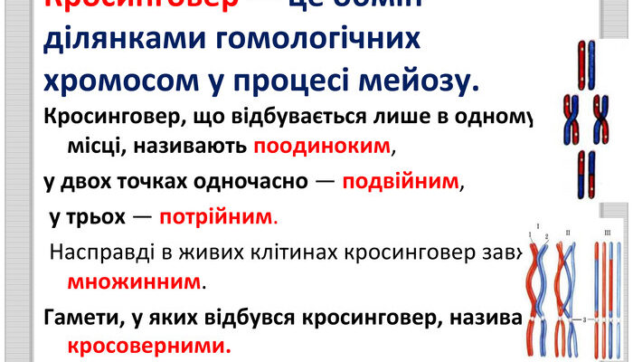 Кросинговер це: що означає процес та його біологічна роль? Кросинговер це: що означає процес та його біологічна роль?