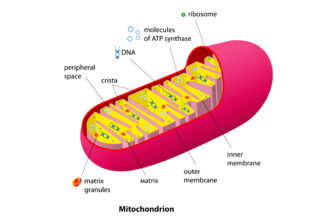 Що таке мітохондрія: ролі та функції “енергетичних станцій” клітин?