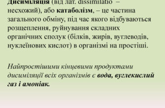 Що таке дисиміляція: поняття, процесс та приклади в біології