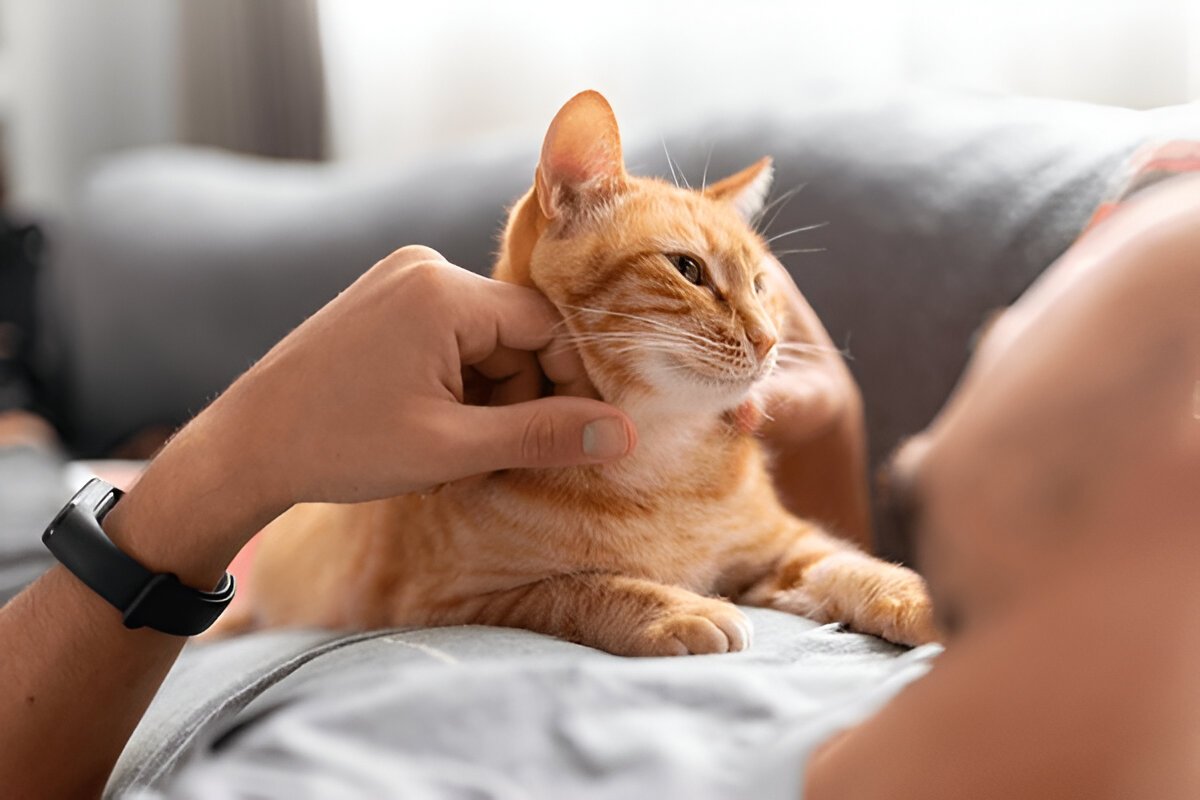 Как назвать котенка мальчика, чтобы имя отражало его игривый и смелый характер?