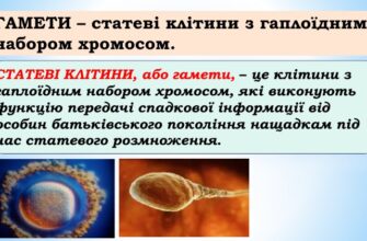 Гамети це: що таке гамети та їх роль у розмноженні організмів?