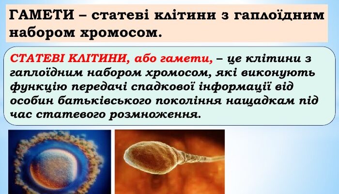 Гамети це: що таке гамети та їх роль у розмноженні організмів?