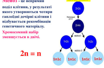 Що таке мейоз: основи, значення та ключові етапи процесу