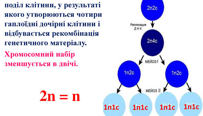 Що таке мейоз: основи, значення та ключові етапи процесу Що таке мейоз: основи, значення та ключові етапи процесу