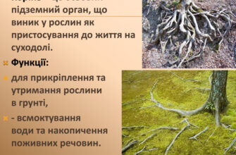 Корінь це: визначення, властивості та практичне застосування