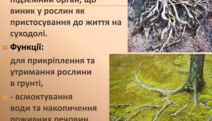 Корінь це: визначення, властивості та практичне застосування Корінь це: визначення, властивості та практичне застосування