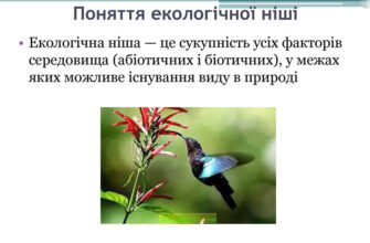 Що таке екологічна ніша: ключові аспекти та значення у природі