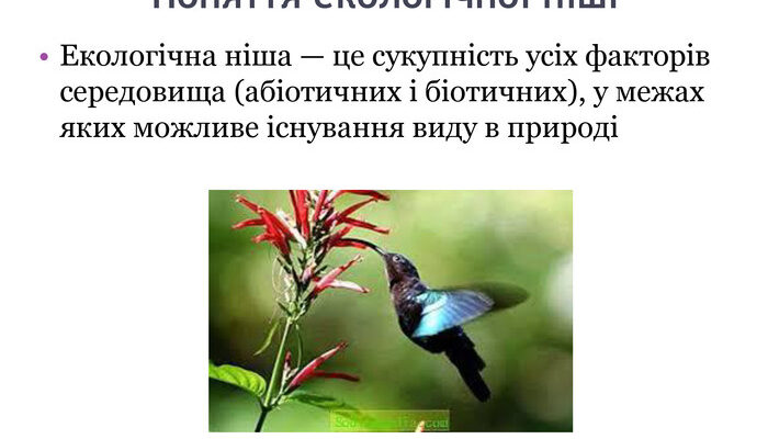 Що таке екологічна ніша: ключові аспекти та значення у природі