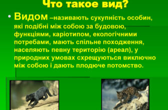 Що таке вид у біології? Розкриваємо поняття та значення