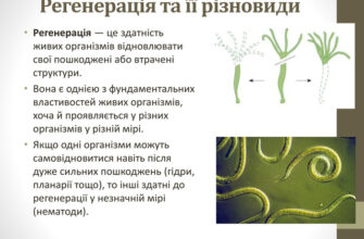 Регенерація це: що означає і як застосовується у житті?