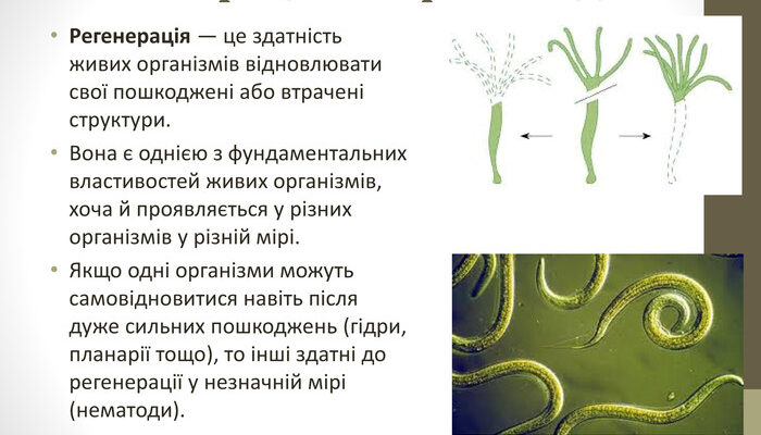 Регенерація це: розкриття процесу відновлення організму та клітин Регенерація це: розкриття процесу відновлення організму та клітин