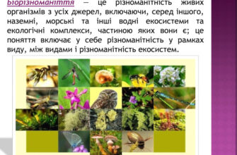 Що таке біорізноманіття і чому воно важливе для нашої планети?