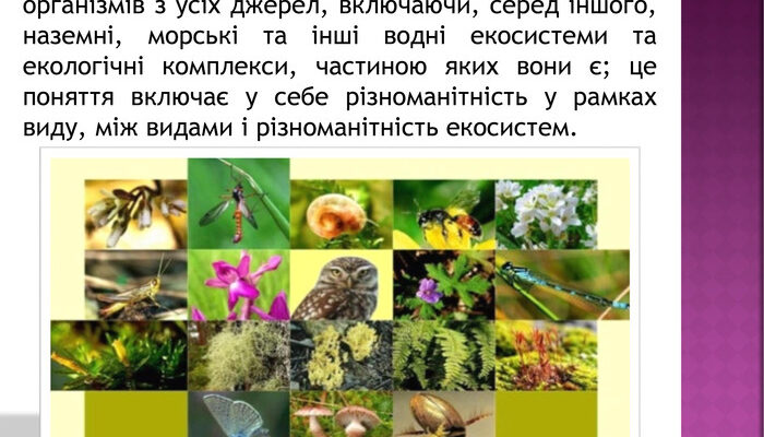 Що таке біорізноманіття і чому воно важливе для нашої планети?