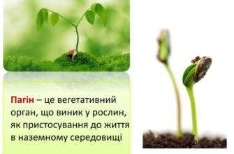 Що таке пагін: визначення та значення цього терміна в ботаніці