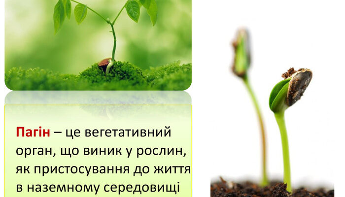 Що таке пагін: визначення та значення цього терміна в ботаніці