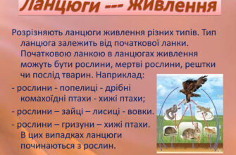 Що таке ланцюги живлення: основи екосистемних взаємозв’язків