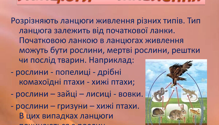 Що таке ланцюги живлення: основи екосистемних взаємозв’язків Що таке ланцюги живлення: основи екосистемних взаємозв’язків