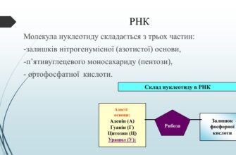 Що таке РНК: основні функції та роль у біологічних процесах