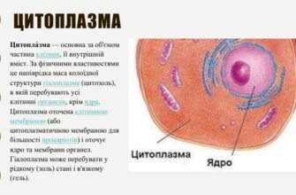 Цитоплазма це: визначення, функції та її значення в клітині