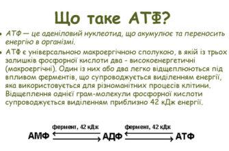 Що таке АТФ: визначення, роль та функції в організмі людини