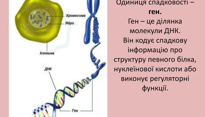 Що таке ген: основи генетики та значення для організму Що таке ген: основи генетики та значення для організму