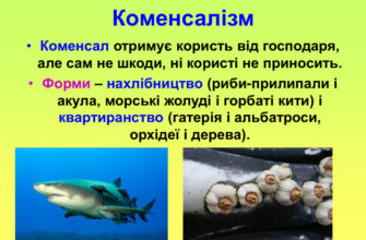 Що таке коменсалізм: визначення і приклади взаємодії в природі