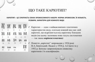 Каріотип це: визначення, склад та його роль у генетиці