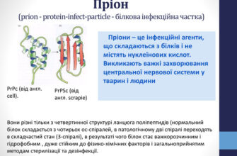 Що таке пріони: розуміння небезпечних білкових інфекцій