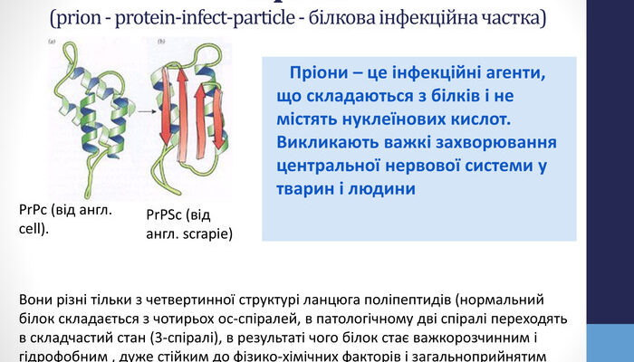 Що таке пріони: розуміння небезпечних білкових інфекцій Що таке пріони: розуміння небезпечних білкових інфекцій