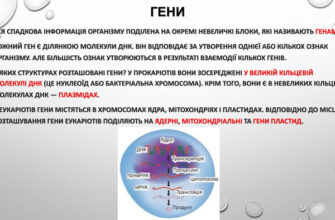 Гени це: Як генетика впливає на наше життя і здоров’я?