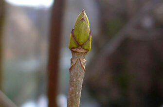 Що таке брунька: біологічна роль та розвиток рослинної частини