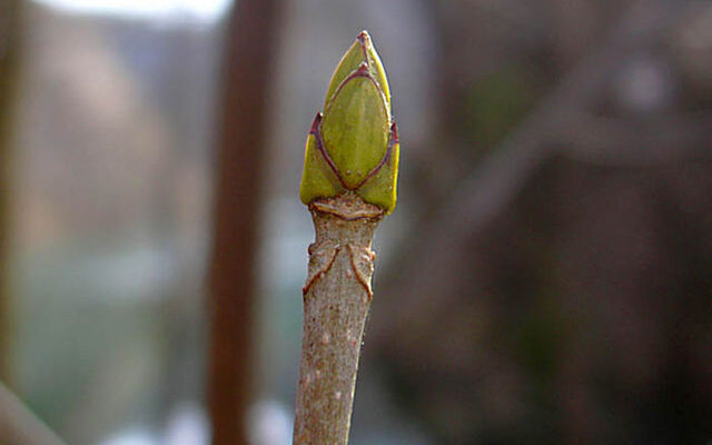 Що таке брунька: біологічна роль та розвиток рослинної частини