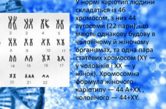 Яка хромосомна формула жіночого каріотипу та її особливості?
