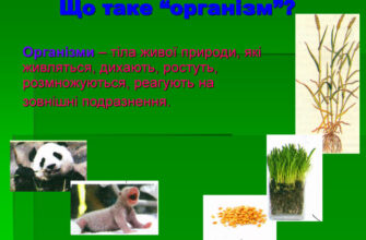 Що таке організм: визначення, функції та цікаві факти для розуміння